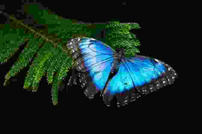 A Blue Morpho Butterfly In Flight, Its Iridescent Wings Shimmering Like Sapphires. Loom Magic Creatures : 25 Awesome Animals And Mythical Beings For A Rainbow Of Critters