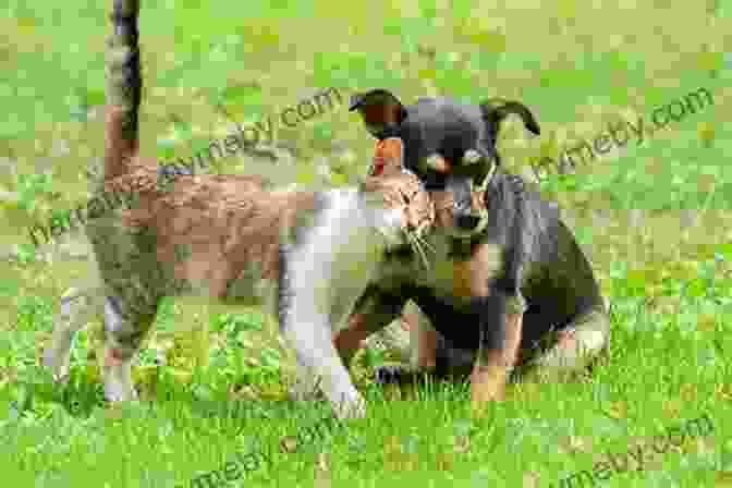 A Cat And A Dog Playing Together National Geographic Readers: Cats Vs Dogs