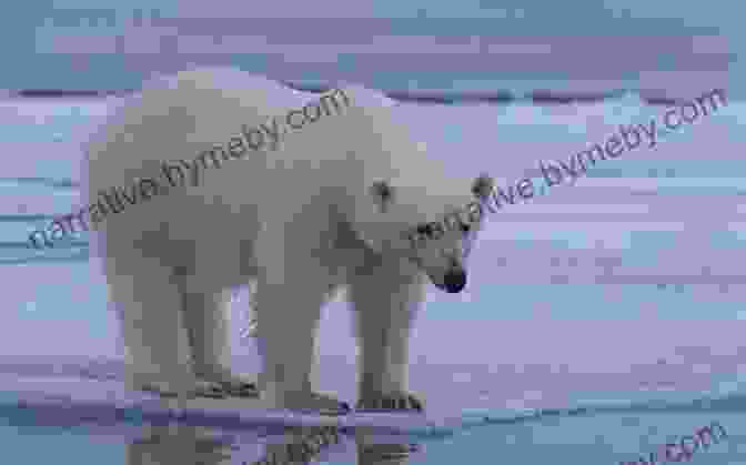 A Close Up Of A Majestic Polar Bear Standing On An Ice Floe, With A Distant Iceberg In The Background 4th Grade Geography: North And South Poles: Fourth Grade Polar Regions For Kids (Children S Explore Polar Regions Books)