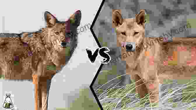 A Coyote And A Dingo Facing Off In The Wild Coyote Vs Dingo (Who Would Win?)