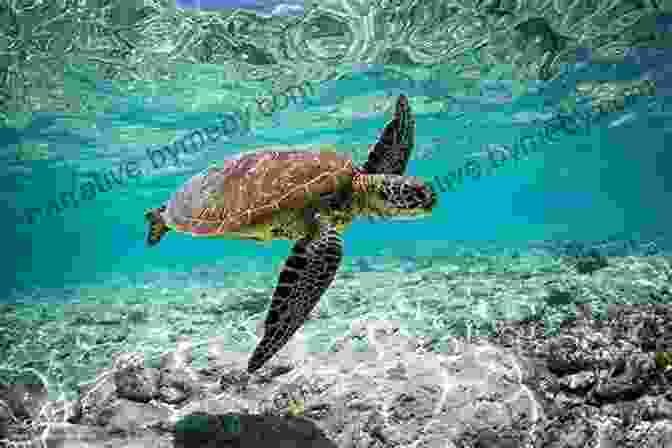 A Curious Sea Turtle Gliding Through The Water. Reef Life: An Underwater Memoir