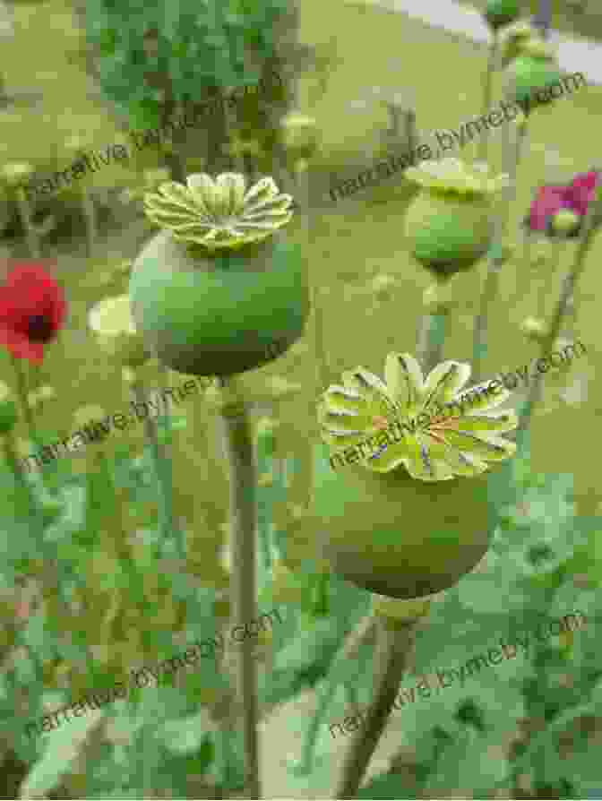 A Field Of Opium Poppies, With Delicate White Flowers And Green Seed Pods A History Of Intoxication: Opium In Assam 1800 1959