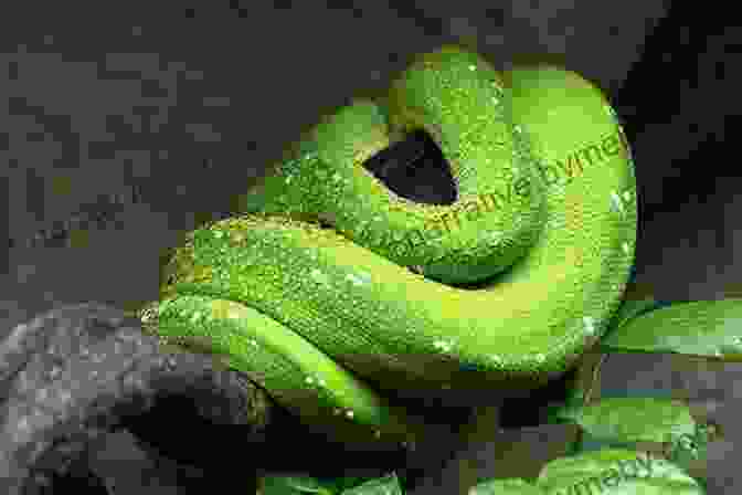 A Green Tree Python Coiled Around A Tree Branch, Its Emerald Scales Shimmering In The Sunlight. Loom Magic Creatures : 25 Awesome Animals And Mythical Beings For A Rainbow Of Critters