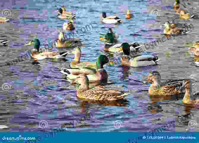 A Group Of Ducklings Swimming In A Pond Animal Babies : A Children S Picture