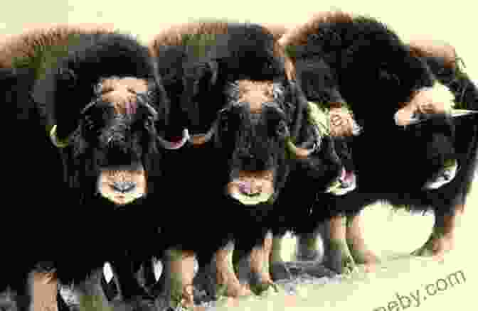 A Herd Of Musk Oxen, Their Shaggy Coats Providing Warmth Against The Biting Cold, Huddle Together On The Frozen Tundra. Animals Of The Arctic Tundra: Polar Region Wildlife: Animal Encyclopedia For Kids (Children S Explore Polar Regions Books)