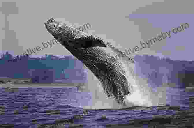 A Humpback Whale Breaches The Surface Of The Water, Its Tail Visible In The Air Adventures In Antarctica Ashley Antoinette