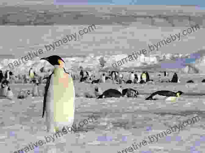 A Large Colony Of Emperor Penguins Gather On The Ice Adventures In Antarctica Ashley Antoinette