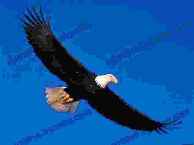 A Majestic Eagle Soaring High In The Sky Birds Of The Holy Land: A Bird Guide For Pilgrims