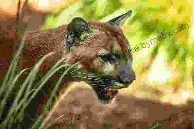 A Majestic Florida Panther Prowls Through The Lush Greenery Of The Everglades. Cat Tale: The Wild Weird Battle To Save The Florida Panther