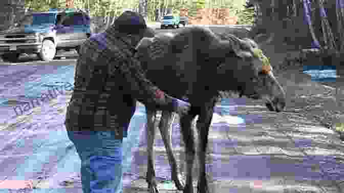 A Man Poses With A Live Moose He Stole From A Petting Zoo. Uncle John S Bathroom Reader Weird Canada