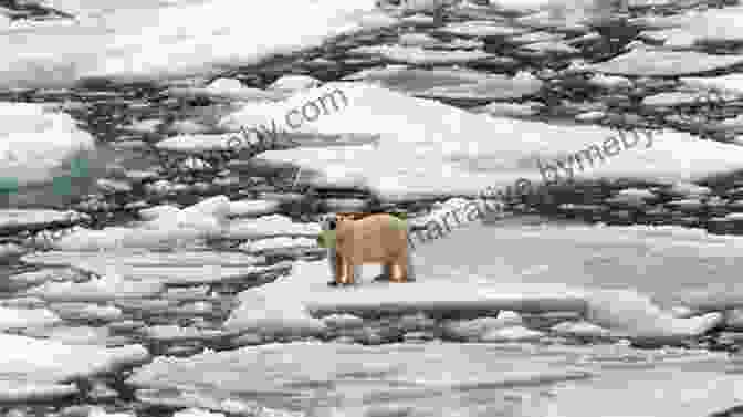 A Melting Glacier In The Arctic, With A Small Polar Bear Standing On The Edge 4th Grade Geography: North And South Poles: Fourth Grade Polar Regions For Kids (Children S Explore Polar Regions Books)