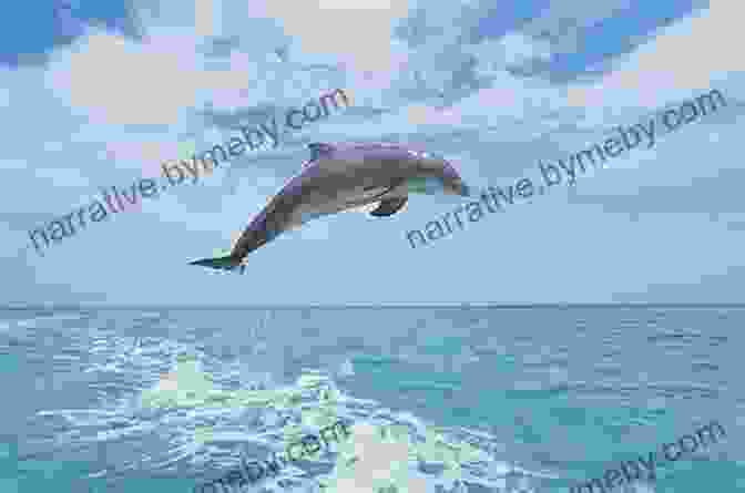 A Playful Photograph Of A Dolphin Leaping From The Water, Capturing Its Grace And Agility. Artist S Photo Reference Wildlife