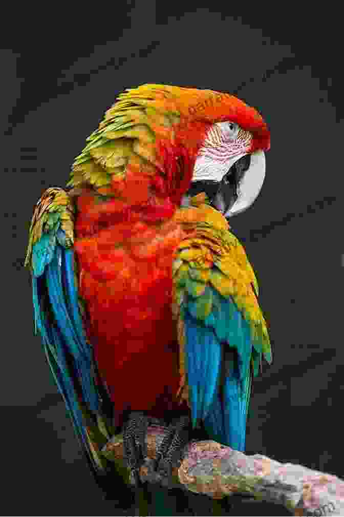 A Scarlet Macaw Perched On A Branch, Its Brilliant Red Feathers Shimmering In The Sunlight. Loom Magic Creatures : 25 Awesome Animals And Mythical Beings For A Rainbow Of Critters