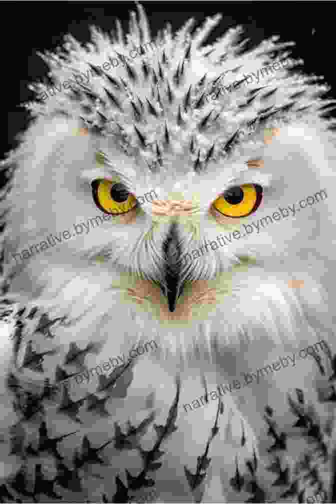 A Snowy Owl, Its Piercing Yellow Eyes Piercing Through The Darkness, Silently Glides Over The Snow Covered Landscape. Animals Of The Arctic Tundra: Polar Region Wildlife: Animal Encyclopedia For Kids (Children S Explore Polar Regions Books)