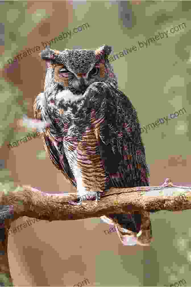 A Stunning Image Of A Great Horned Owl Perched On A Tree Branch, Its Piercing Gaze Piercing Through The Darkness. The Owl's Mottled Feathers Blend Seamlessly With The Surrounding Bark, Showcasing Its Remarkable Camouflage Adaptations. Life In The Woodlands : The Haida And Iroquois Indians Social Studies Grade 3 Children S Geography Cultures