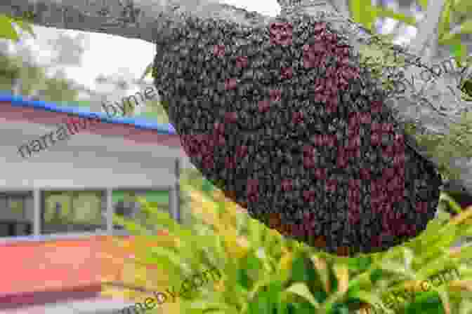 A Swarm Of Bees Protecting Their Hive From An Intruding Wasp, Demonstrating Their Collective Defense Strategies. The Way Of The Hive: A Honey Bee S Story