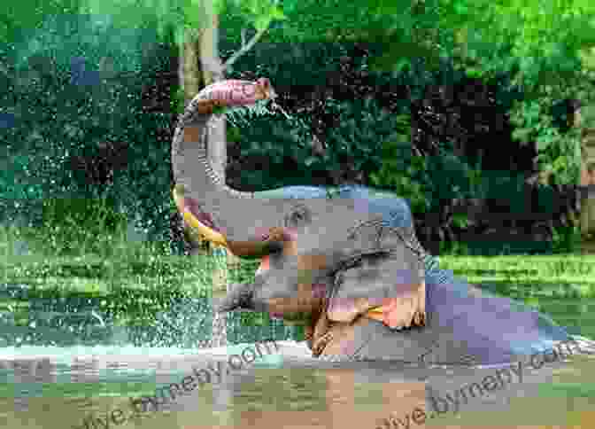 An Elephant Playing With Its Trunk Dinosaurs For Kids: Amazing Facts Pictures About These Wonderful Creatures (Awesome Creature Series)