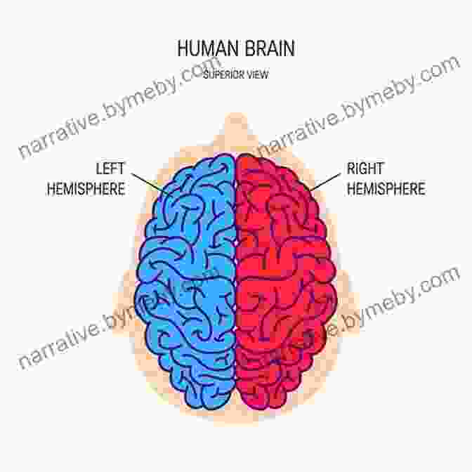 An Illustration Depicting The Divided Brain And Its Different Functions The Master And His Emissary: The Divided Brain And The Making Of The Western World