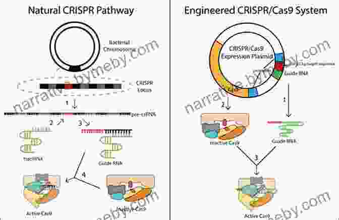 An Illustration Depicting The Process Of Gene Editing The Philadelphia Chromosome: A Genetic Mystery A Lethal Cancer And The Improbable Invention Of A Lifesaving Treatment