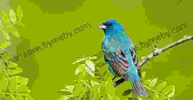 An Indigo Bunting Perched On A Branch, Its Deep Blue Plumage Contrasting With The Surrounding Foliage. Loom Magic Creatures : 25 Awesome Animals And Mythical Beings For A Rainbow Of Critters