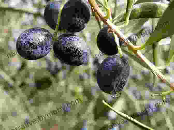 Assortment Of Different Olive Varieties Displayed On A Wooden Board Love Olives Jenna Evans Welch