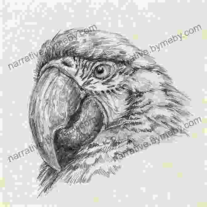 Black And White Sketch Of A Macaw, Showcasing The Artist's Initial Composition And Proportions How To Oil Paint A Macaw Parrot (Intermediate 1)