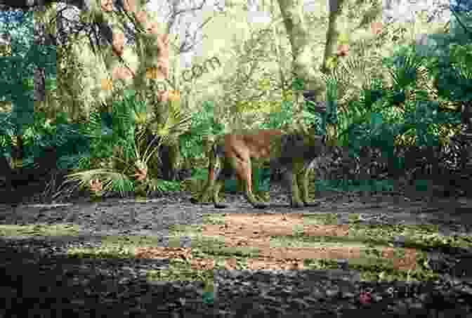 Conservationists Survey A Florida Panther Within The Boundaries Of The Florida Panther National Wildlife Refuge. Cat Tale: The Wild Weird Battle To Save The Florida Panther