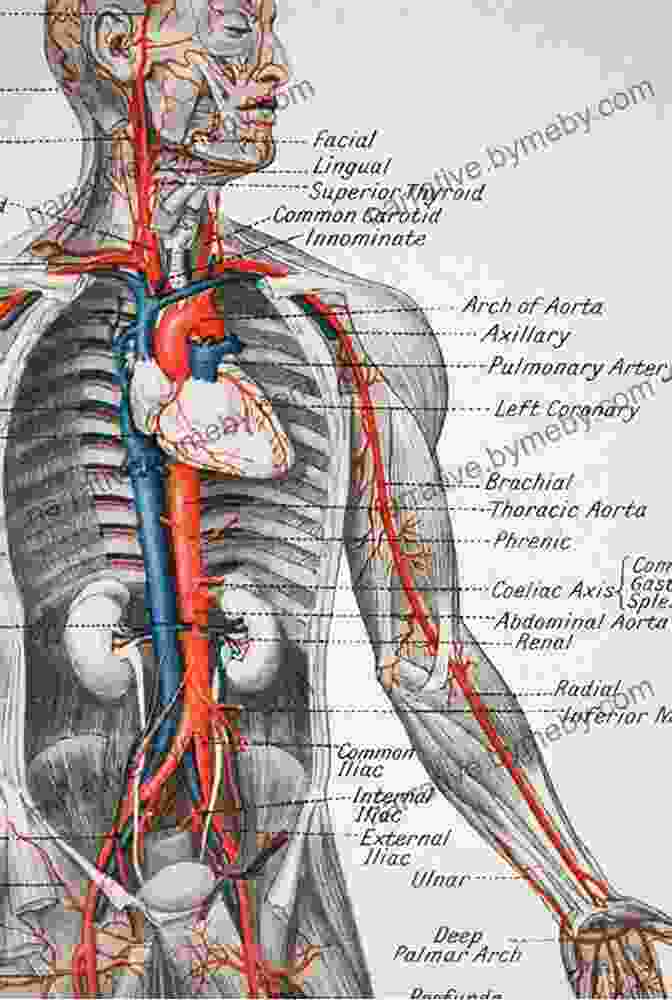 Detailed Anatomical Illustrations Of The Human Body Anatomy For Artists: The Complete Guide To Drawing The Human Body