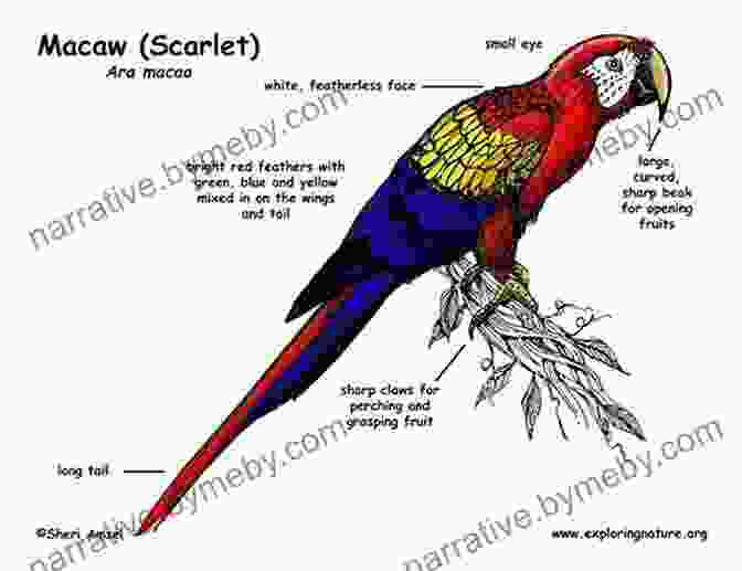 Detailed Diagram Of Macaw Anatomy, Highlighting Key Features And Proportions How To Oil Paint A Macaw Parrot (Intermediate 1)