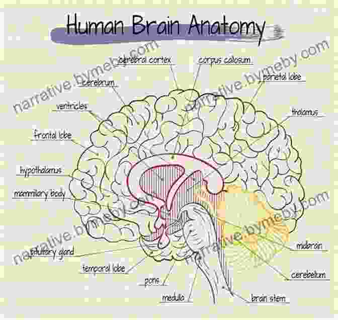 Detailed Diagram Of The Human Head Anatomy Painting And Drawing The Head