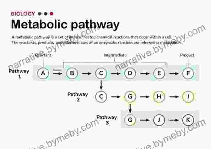 Diagram Of Metabolic Pathways Garfield: Survival Of The Fattest: His 40th (Garfield Series)