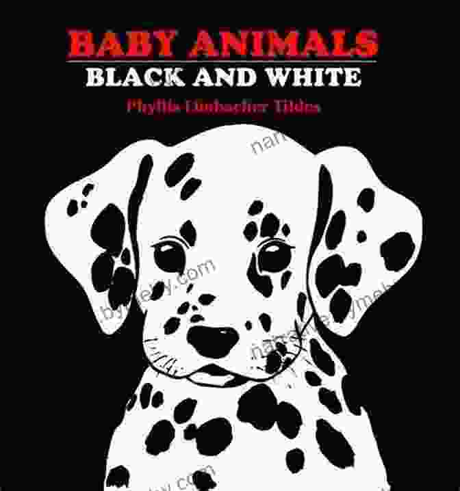 High Contrast Baby Book With Black And White Illustrations My First Easter: High Contrast Baby For Newborns Ages 0 9 Months Old To Develop Visual Discrimination With Black White Pictures