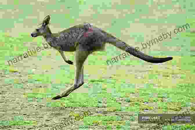 Kangaroo Hopping Through A Field Australia And Oceania : The Smallest Continent Unique Animal Life Geography For Kids Children S Explore The World