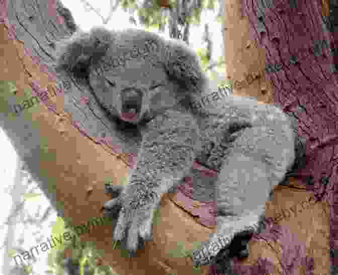 Koala Sleeping In A Tree Australia And Oceania : The Smallest Continent Unique Animal Life Geography For Kids Children S Explore The World