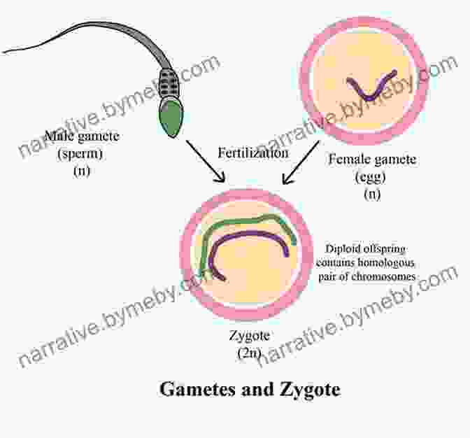 Microscope With Gametes And Embryos Standard Operational Procedures In Reproductive Medicine: Laboratory And Clinical Practice (Reproductive Medicine And Assisted Reproductive Techniques Series)