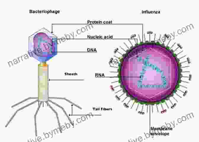 Microscopic Image Of A Virus, Representing Its Enigmatic Origins Rabid: A Cultural History Of The World S Most Diabolical Virus