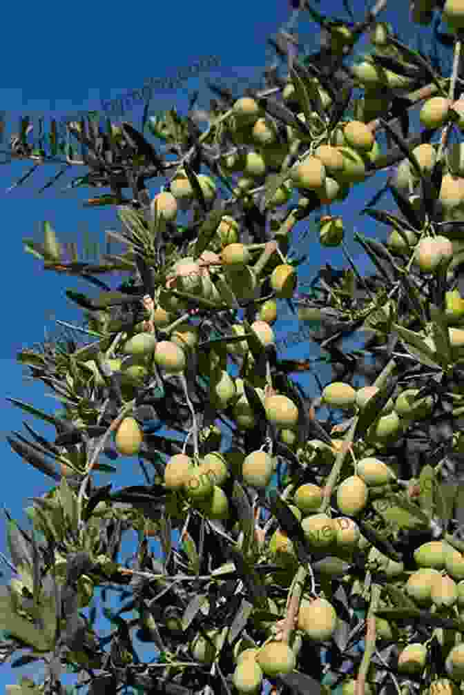 Olive Tree Laden With Ripe Olives Love Olives Jenna Evans Welch