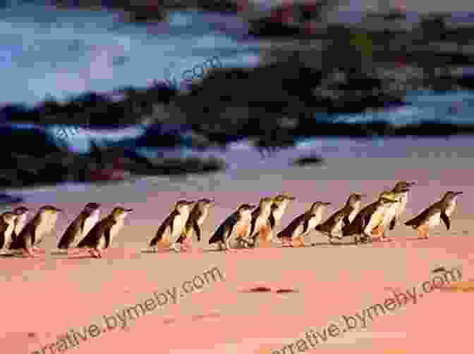 Phillip Island Penguin Parade, Melbourne Top 12 Things To See And Do In Melbourne Top 12 Melbourne Travel Guide