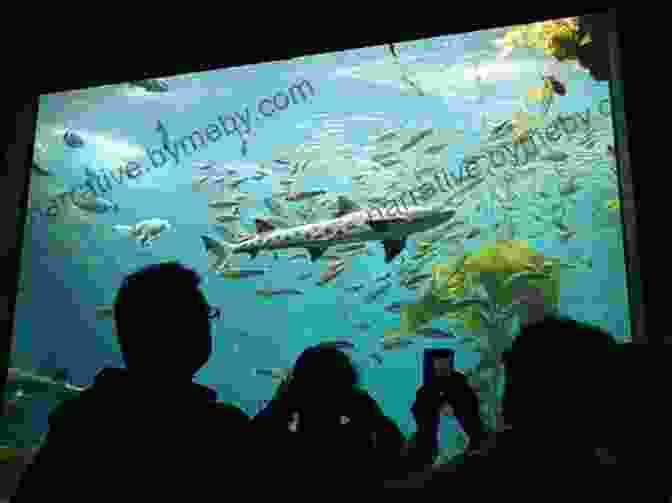 The New York Aquarium Is A Great Place To Learn About Marine Life. Outdoors With Kids Boston: 100 Fun Places To Explore In And Around The City (AMC Outdoors With Kids)