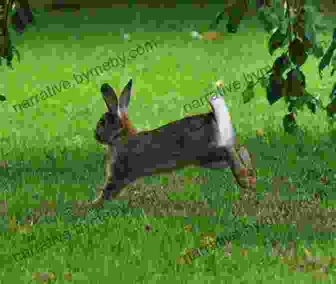 Two Playful Bunnies Hopping Through A Field Animal Babies : A Children S Picture