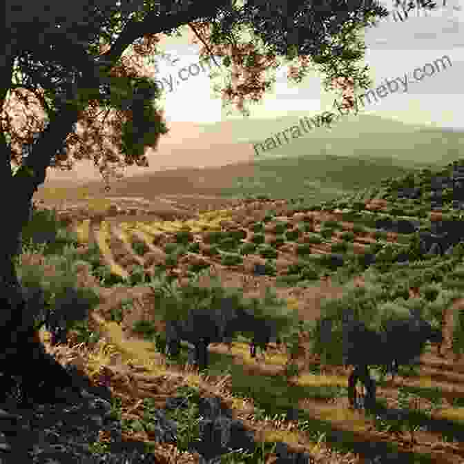 Vast Expanse Of Olive Groves Stretching Into The Horizon Love Olives Jenna Evans Welch