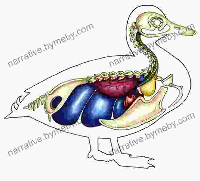 Waterfowl Anatomy Diagram Ducks At A Distance (Illustrated): A Waterfowl Identification Guide