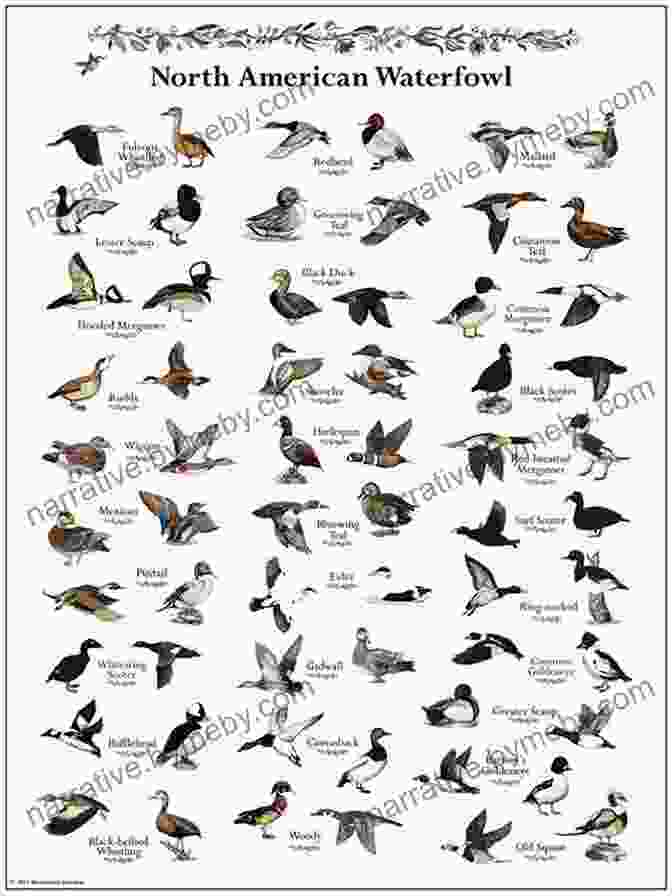 Waterfowl Identification Guide In The Field Ducks At A Distance (Illustrated): A Waterfowl Identification Guide