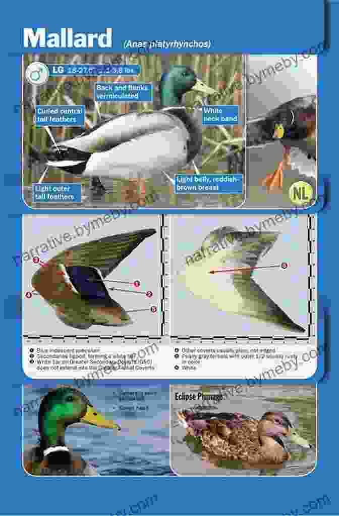 Waterfowl In Flight Ducks At A Distance (Illustrated): A Waterfowl Identification Guide