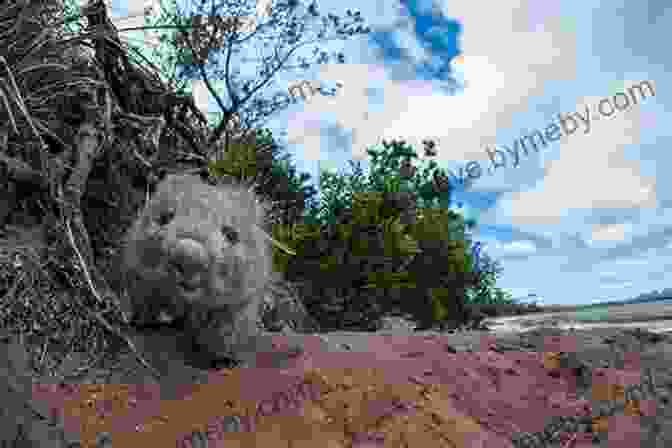 Wombat Digging A Burrow Australia And Oceania : The Smallest Continent Unique Animal Life Geography For Kids Children S Explore The World