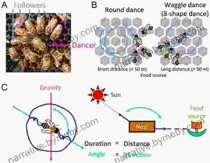 Worker Bees Engaged In The Intricate Dance Of Communication, Conveying Information About Food Sources And Hive Locations. The Way Of The Hive: A Honey Bee S Story